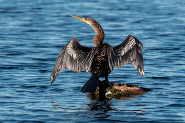 Anhinga drying wings on rock in blue water