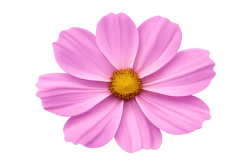 Pink cosmos flower with yellow center blooming, showing delicate petals, beauty, and nature on transparent background