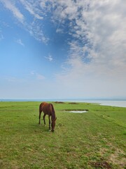 Wide vertical shot of a brown horse grazing in a vast green field under a dramatic blue sky with wispy white clouds.