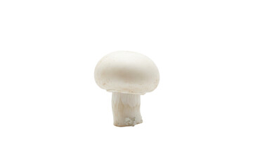 Sole Elegant White Mushroom Presented With Gentle Illumination