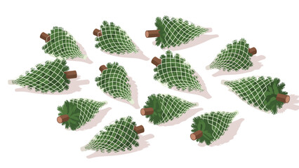 Overhead view of numerous freshly cut Christmas trees, each neatly wrapped in protective netting, arranged on a white background, ready for transport or sale during the holiday season.