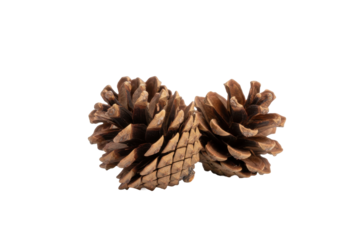 Two natural pine cones resting gracefully on a soft brown textured surface with gentle lighting