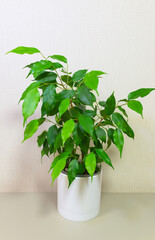Ficus Benjamina (Lat. Ficus Benjamina) is popular decorative houseplant with vibrant leaves in various shades of green, housed in white pot on white backgroun. Growing houseplants as a hobby