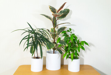 Three different types of Ficus: Alii, Belize Elastica, and Benjamina (Lat. Ficus) on wooden table against white background. Home decoration with green plants. Growing houseplants as a hobby