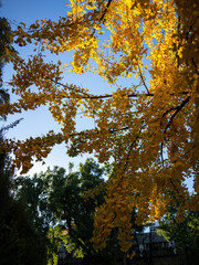 Fototapeta premium Yellow Leaves