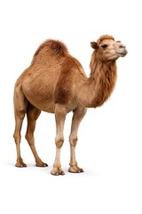 Bactrian Camel in Isolation: Full Body Portrait on White Background