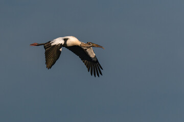 Fototapeta premium Wood stork flying against clear blue sky
