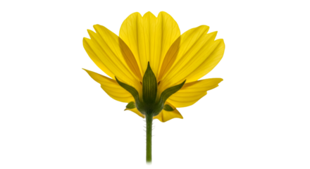 Yellow Flower Petals and Stem on Black Background bloom