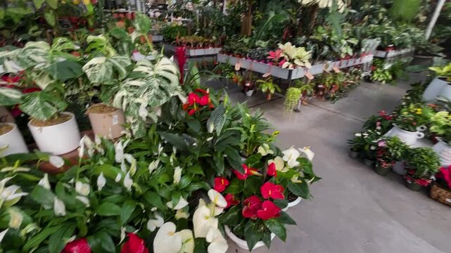 A greenhouse with exotic houseplants, lots of flowers, cacti, and palms. A shop for indoor and garden plants.