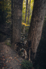 Fototapeta premium Photos taken in the Great Smoky Mountains National Park on a beautiful and sunny autumn day.