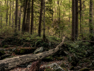 Obraz premium Photos taken in the Great Smoky Mountains National Park on a beautiful and sunny autumn day.