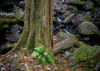 Fototapeta premium Photos taken in the Great Smoky Mountains National Park on a beautiful and sunny autumn day.