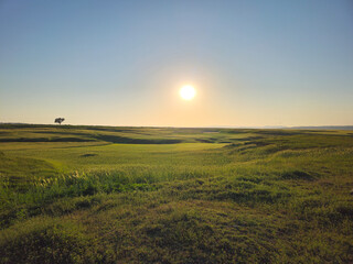 Golden sunset over a vast green field with a lone tree on the horizon. Peaceful rural landscape at dusk.