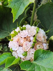 Stunning spherical cluster of white Mexican Hydrangea flowers in full bloom surrounded by vibrant, serrated green foliage.