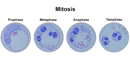 Four stages of cell division mitosis prophase metaphase anaphase telophase image