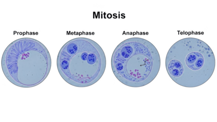 Four stages of cell division mitosis prophase metaphase anaphase telophase image