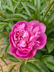 A pink peony grows in the garden, a beautiful flower.