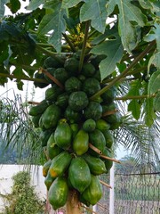 A robust papaya tree featuring a dense cluster of green fruit and large, deeply lobed leaves in a tropical setting.