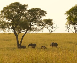 Elephant Family at Sunset, Murchison Falls National Park, Uganda © Alex