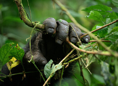 Gorilla Hand Grasping a Branch in the Biwindi Forest, Uganda.