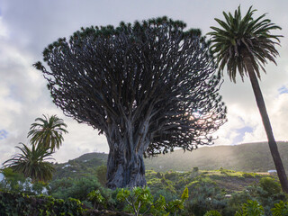 Ancient Dragon Tree in Tenerife