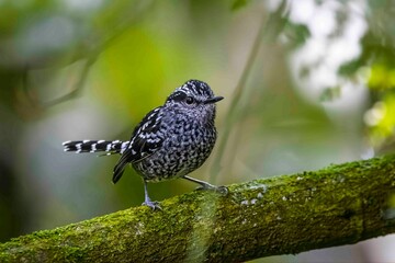 A small black-and-white antbird perched on a mossy, low branch.