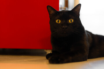 portrait of a cute young domestic kitten, featuring a black feline with expressive eyes looking forward while posing against a vibrant solid red background