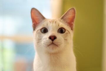 close-up of an adorable white kitten with beautiful eyes. gazing at the camera with a serious and determined expression.
