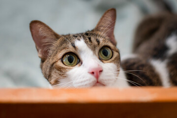 Tabby shorthair cat with beautiful eyes. looking forward with a serious and determined expression