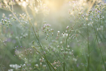 Morning green meadow grass under the bright spring sun featuring a macro close-up of wild flora and small white-purple flowers in a beautiful natural field