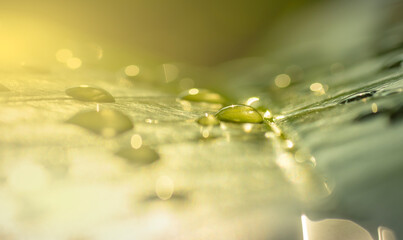 close-up image of water droplets on a leaf in a forest. A complete ecosystem.