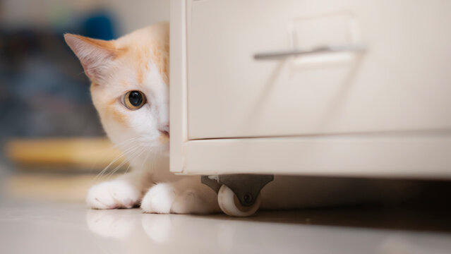 A cute, fluffy white cat with blue eyes is hiding behind a white storage cabinet.