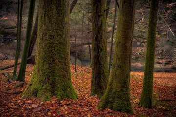 Morning hiking in Hocking Hills Ohio State Park