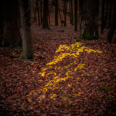 Morning hiking in Hocking Hills Ohio State Park