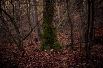 Morning hiking in Hocking Hills Ohio State Park