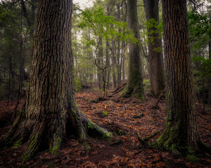 Morning hiking in Hocking Hills Ohio State Park