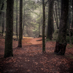 Morning hiking in Hocking Hills Ohio State Park