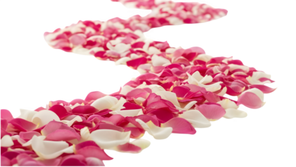 Winding Path of Pink and White Rose Petals on Transparent Background