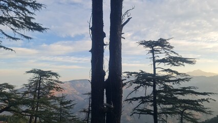 Majestic Mountain Range Towering Behind a Detailed Tree with Bare Branches in a Bright Daylight Landscape Vista
