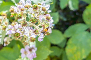 Blackberry flowers with honeybees pollinating them.