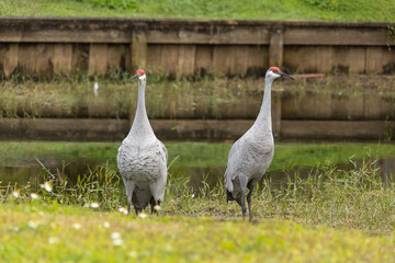 Sandhill crane stands in a beautiful pond in Pasco County, Tampa Bay, Florida, surrounded by graceful white egrets wading nearby. The calm water reflects the birds as they feed and preen in harmony wi