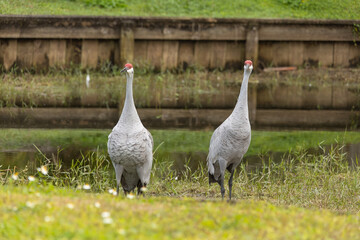 Sandhill crane stands in a beautiful pond in Pasco County, Tampa Bay, Florida, surrounded by graceful white egrets wading nearby. The calm water reflects the birds as they feed and preen in harmony wi