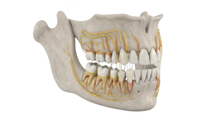 Human mandible bone with teeth nerves and blood vessels png transparent background isolated on black background