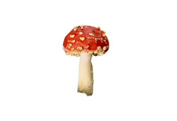 A single red fly agaric mushroom stands isolated on a transparent background, featuring a spotted cap and pale stem, symbolizing nature, toxicity, fantasy, and fungi.

