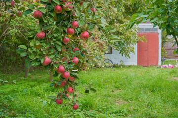 apple tree with a lot of ripe red apples in the garden, branch with apples hanging from a tree in the garden and thick grass in the background old building