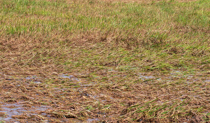 rice field paddy water flooded nature background