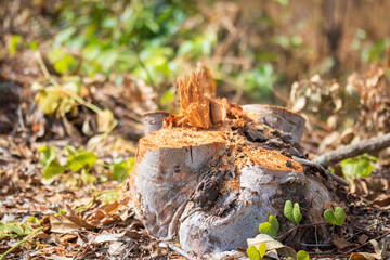 Eucalyptus be cut down, but then fell, leaving the remaining stump of the tree will be utilized.