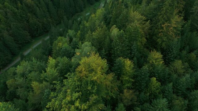 Vertical Aerial Top Down View of Winding Dirt Road Cutting Through Dense Mixed Forest Fagus sylvatica Picea abies