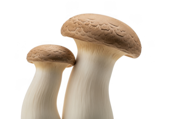 Two large king oyster mushrooms with thick stems and brown caps