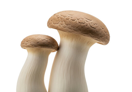 Two large king oyster mushrooms with thick stems and brown caps